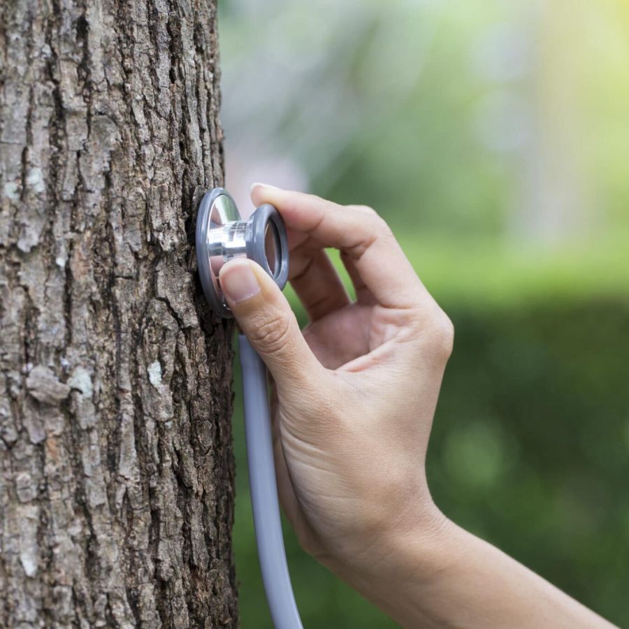 tree-doctor-2